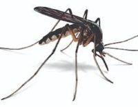 mosquioto